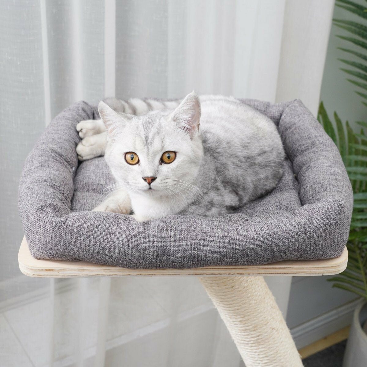 Apollo - Plywood Cat Tree - AGILE