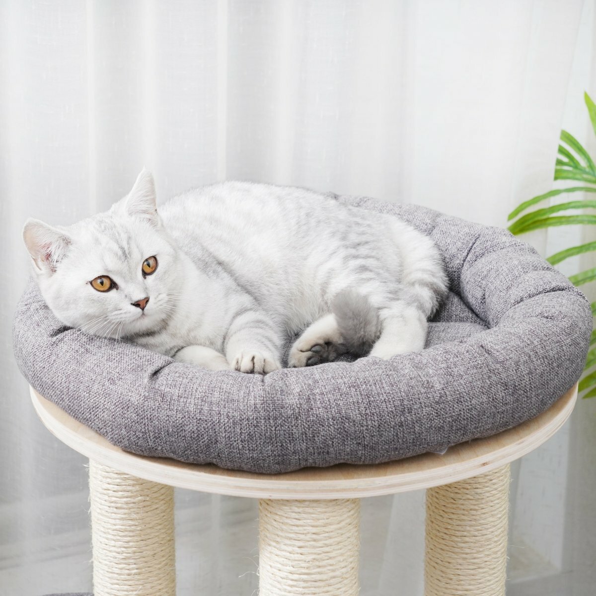 Cleo - Plywood Cat Tree - AGILE